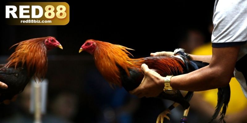 Đá Gà Cựa Dao – Tìm Hiểu Thế Giới Của Tốc Độ Và Sát Phạt 3 Tổng hợp 3 lưu ý khi chơi đá gà cựa dao online