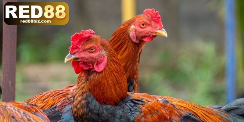 Đá Gà Cựa Dao – Tìm Hiểu Thế Giới Của Tốc Độ Và Sát Phạt 1 3 tiêu chí để chọn chiến kê đá gà cựa dao
