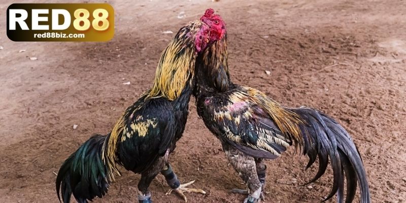 Đá Gà Cựa Dao – Tìm Hiểu Thế Giới Của Tốc Độ Và Sát Phạt 2 Hướng dẫn tham gia cá cược trong 3 bước đá gà cựa dao